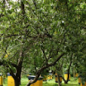 Meet your Posher, Haik